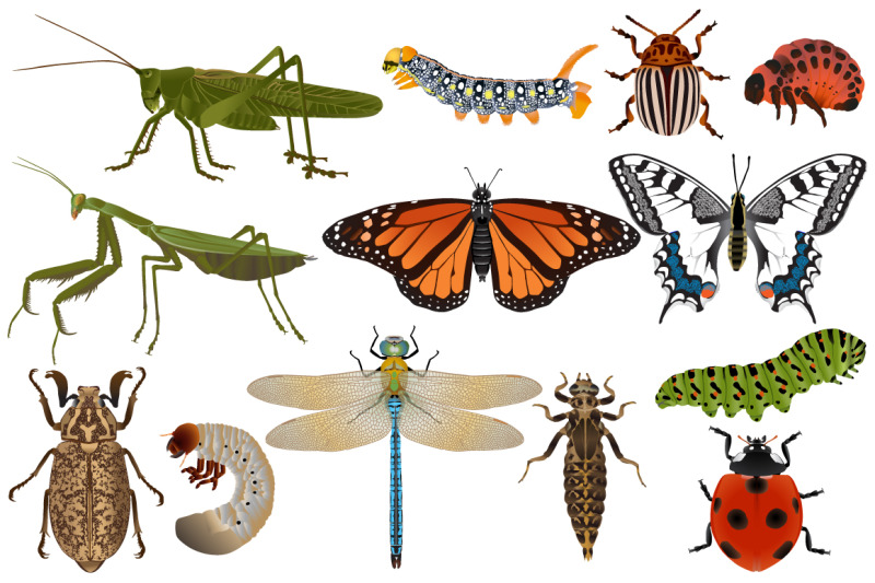 insects-colour