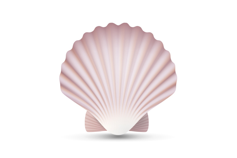 scallop-seashell-vector-ocean-mollusk-sea-shell-close-up-isolated-illustration