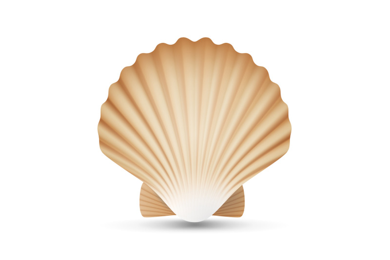 scallop-seashell-vector-realistic-sea-shell-close-up-isolated-on-white-illustration