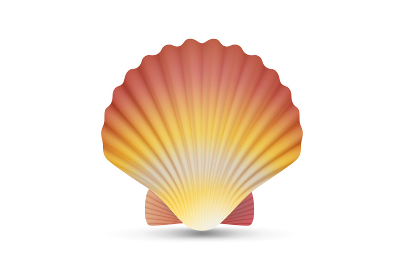 scallop-seashell-vector-realistic-scallops-shell-isolated-on-white-background-illustration