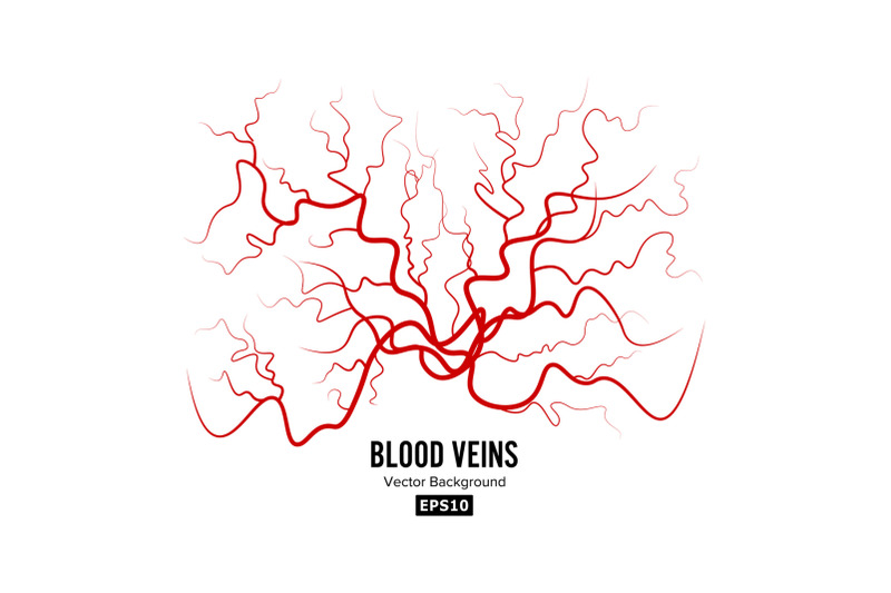 human-blood-veins-vector