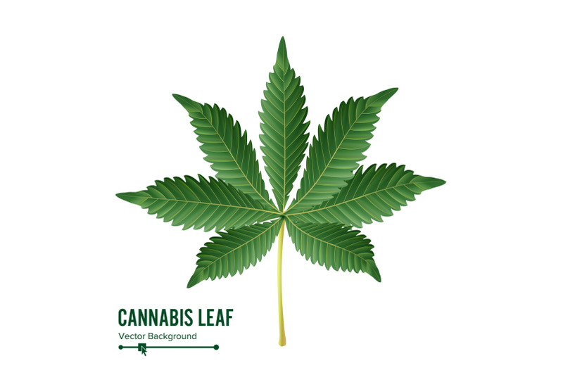 cannabis-leaf-vector-green-cannabis-cannabis-sativa-or-cannabis-indica-leaf-isolated-on-white-background-medical-plant-illustration