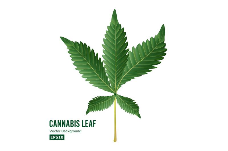 marijuana-leaf-vector-green-hemp-cannabis-sativa-or-cannabis-indica-marijuana-leaf-isolated-on-white-background-medical-plant-illustration