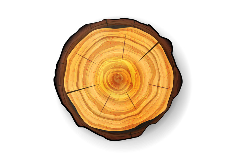 cross-section-tree-wooden-stump-vector-trunk-stump-isolated-illustration