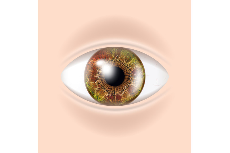 human-eye-vector-visual-examination-body-check-realistic-anatomy-illustration