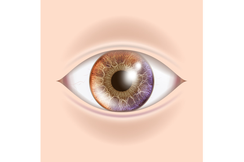 human-eye-vector-optometrist-check-organ-test-realistic-anatomy-illustration