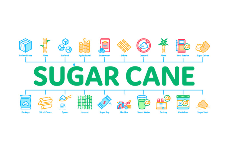 sugar-cane-minimal-infographic-banner-vector
