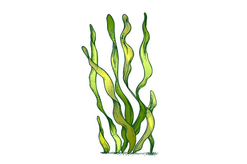 underwater-organism-algae-seaweed-doodle-vector