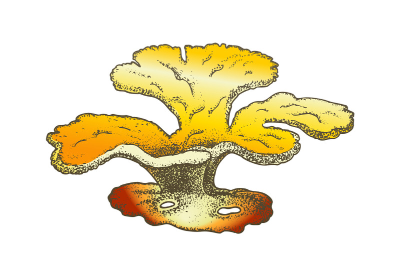 oceanic-reef-algae-seaweed-coral-vintage-vector
