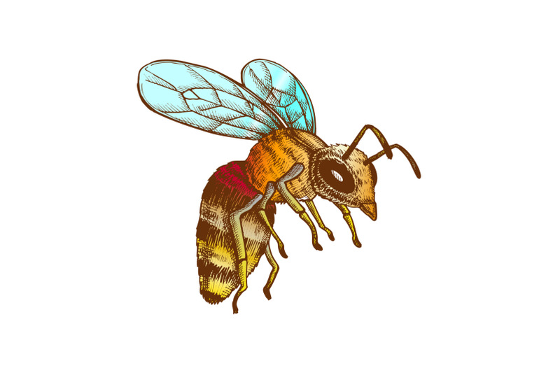 color-flying-honey-bee-insect-gathering-nectar-vector