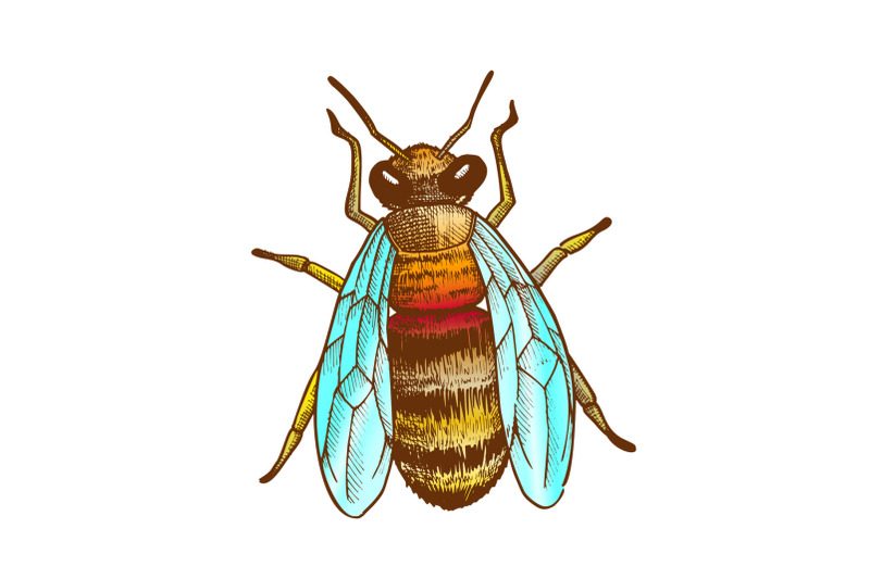 color-striped-bee-flying-insect-animal-top-view-vector