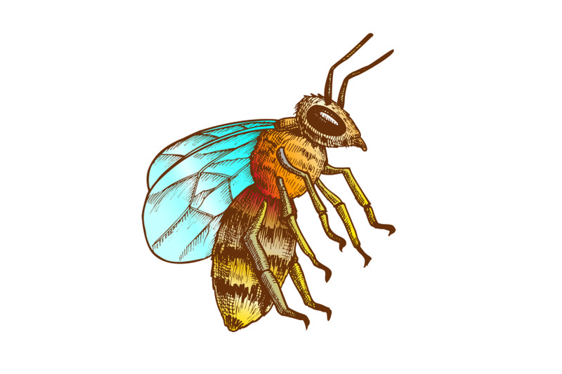 color-striped-bee-flying-insect-animal-side-view-vector