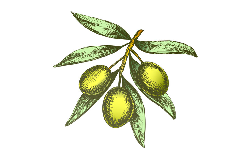 color-agricultural-fresh-olive-tree-branch-ink-vector
