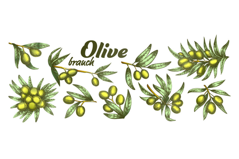 color-assortment-different-olive-branch-set-ink-vector