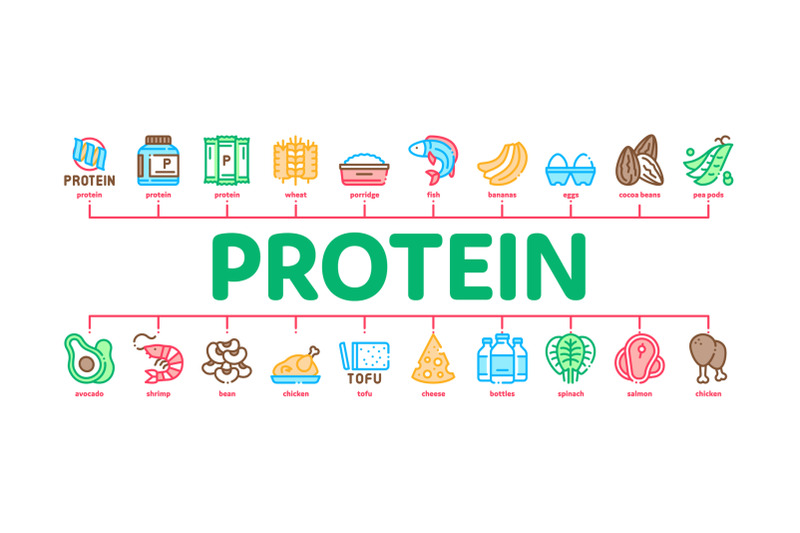 protein-food-nutrition-minimal-infographic-banner-vector