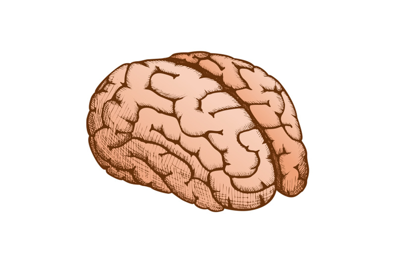 anatomical-organ-human-brain-color-vector