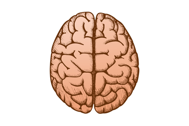 head-organ-human-brain-top-view-vintage-color-vector