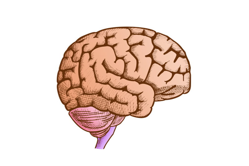 head-organ-human-brain-side-view-vintage-color-vector