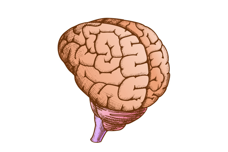 anatomical-head-organ-human-brain-vintage-color-vector