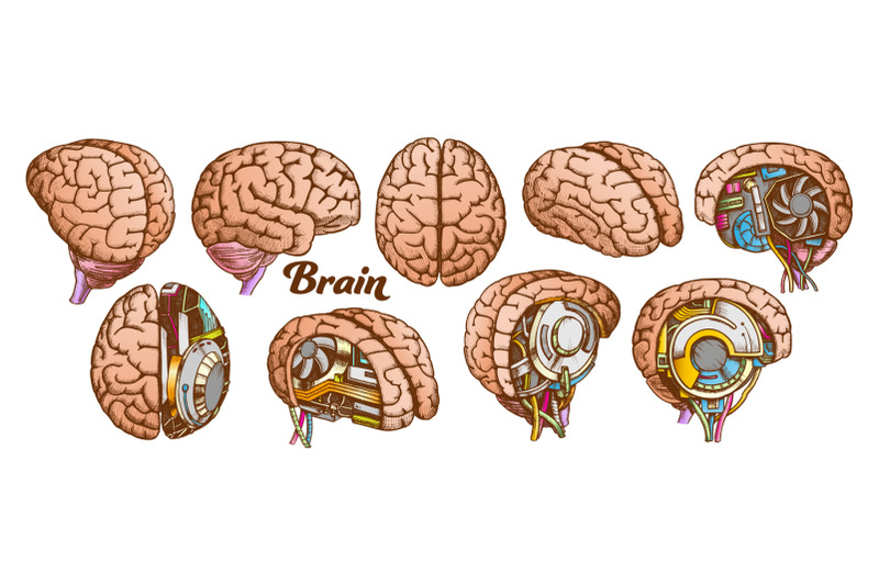 color-brain-set-collection-in-different-views-vector