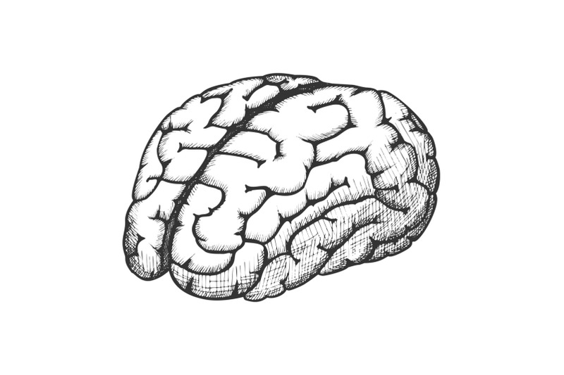 anatomical-organ-human-brain-monochrome-vector