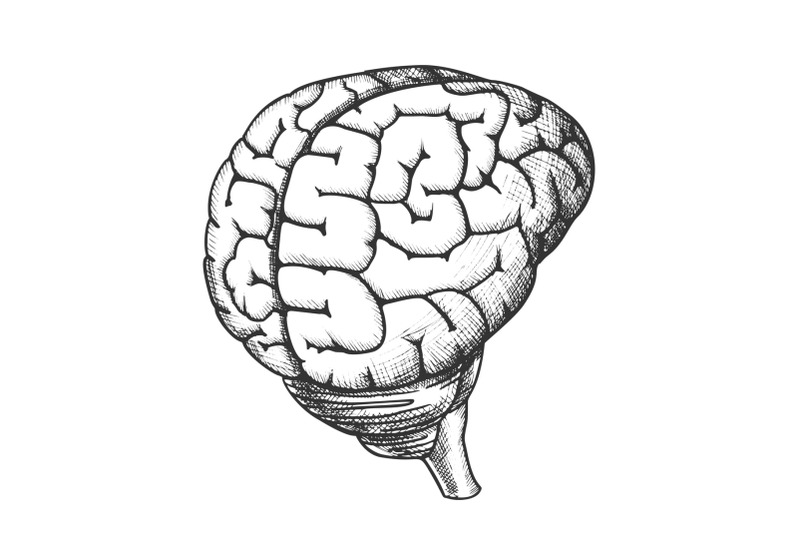 anatomical-head-organ-human-brain-vintage-vector