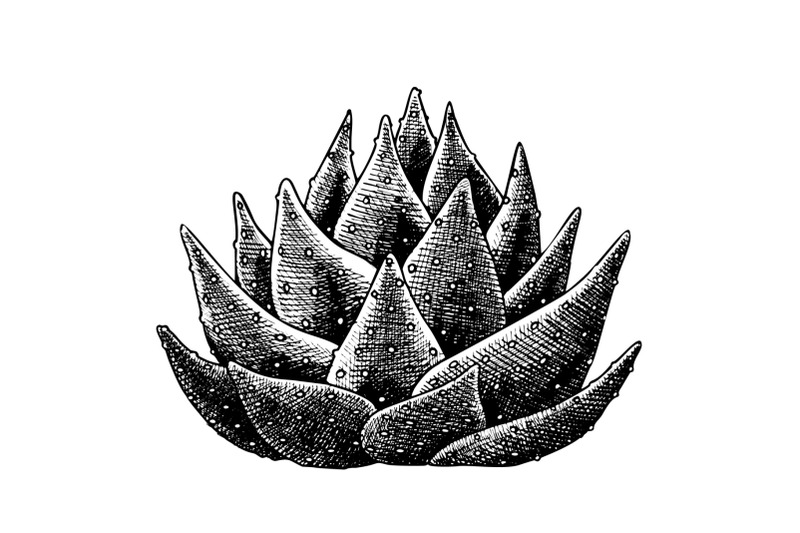 succulent-leaves-agave-cactus-hand-drawn-vector