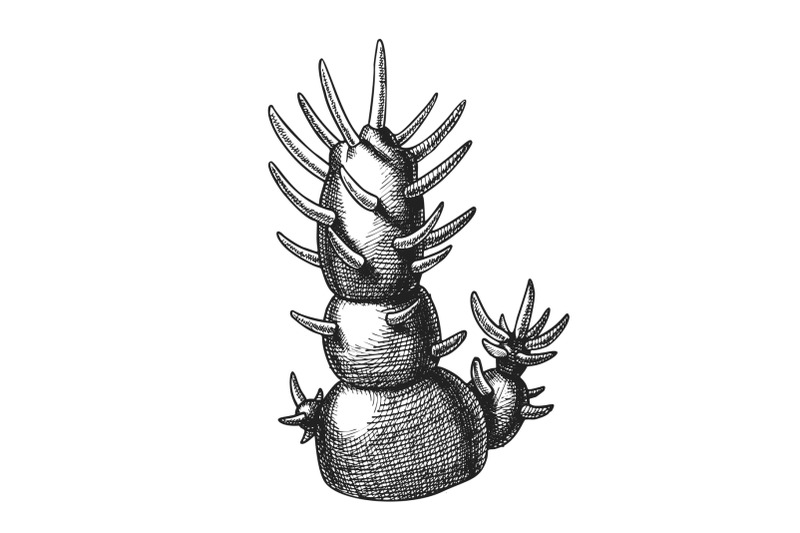decorative-houseplant-cactus-hand-drawn-vector