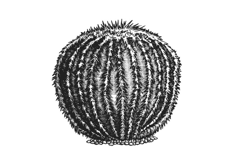 round-desert-plant-cactus-ink-hand-drawn-vector