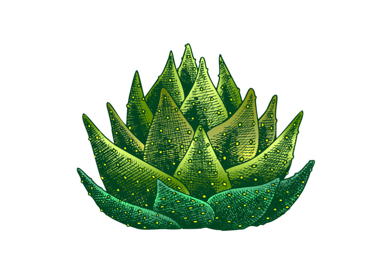 color-succulent-leaves-agave-cactus-hand-drawn-vector