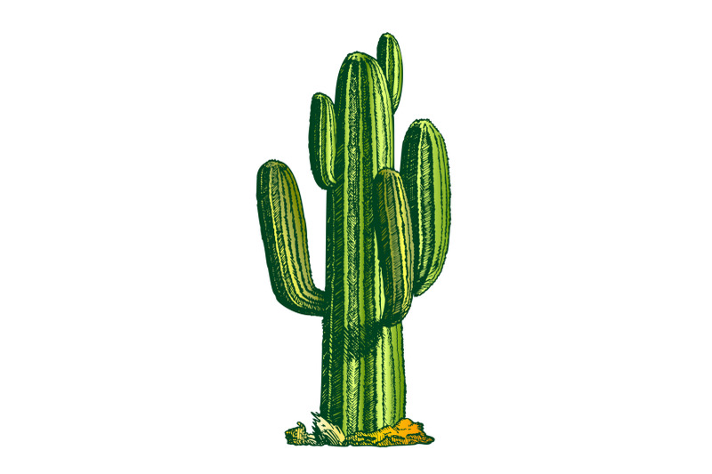 colorsaguaro-arborescent-tree-like-cactus-ink-vector