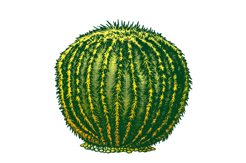 color-round-desert-plant-cactus-ink-hand-drawn-vector