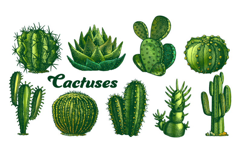 color-desert-plants-cactus-set-vintage-vector