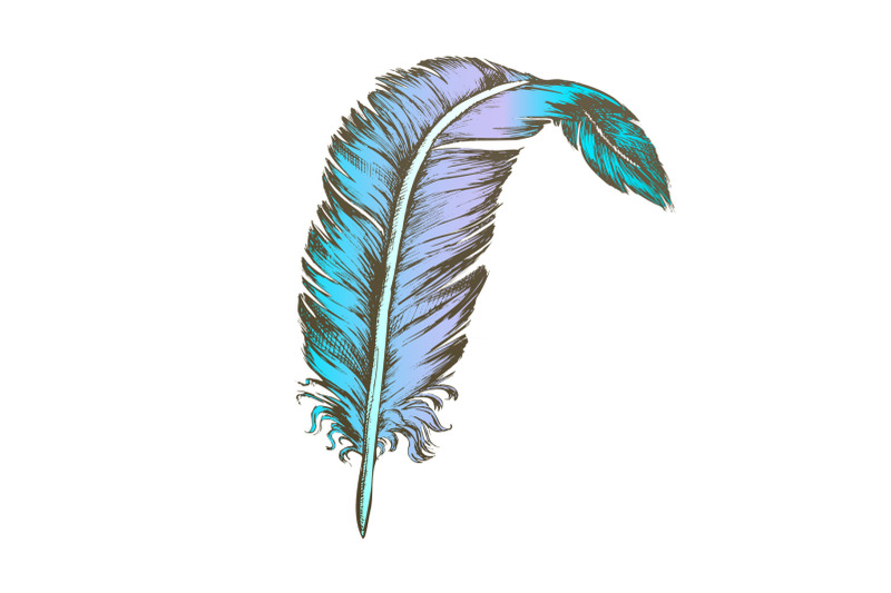 color-decorative-bird-element-feather-vintage-vector