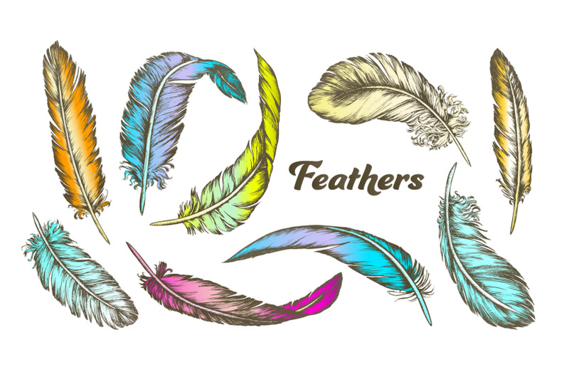 color-different-feathers-set-ink-vector