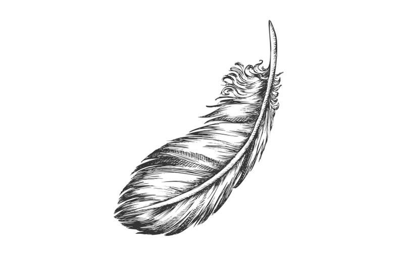 lost-bird-outer-element-feather-monochrome-vector