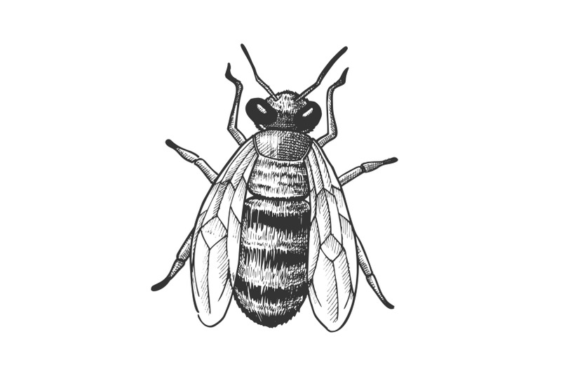 striped-bee-flying-insect-animal-top-view-vector