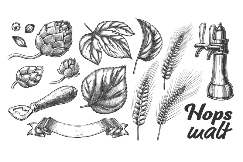 hop-leaves-barley-wheat-rye-ear-opener-set-vector