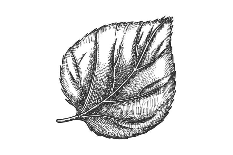 nature-leaf-of-herbaceous-hop-plant-closeup-vector