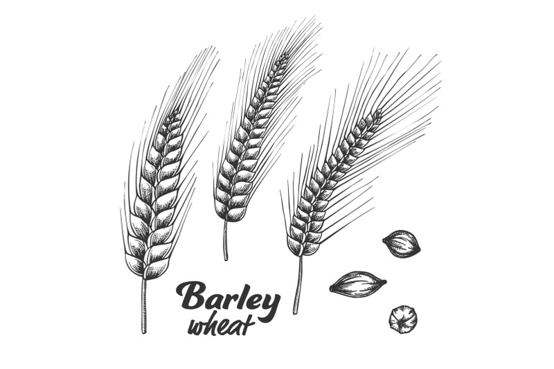 designed-barley-wheat-spike-and-seed-set-vector