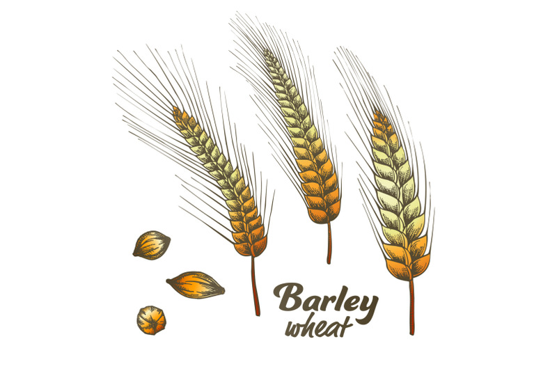 color-designed-barley-wheat-spike-and-seed-set-vector