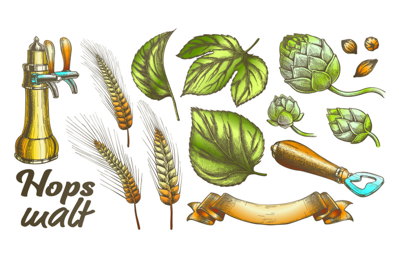 color-hop-leaves-barley-wheat-rye-ear-opener-set-vector