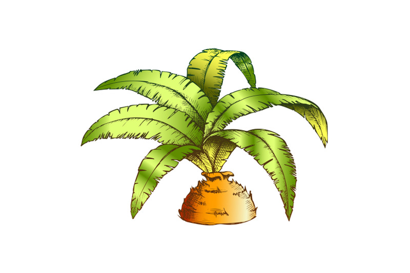 low-bottle-palm-tropical-tree-color-vector