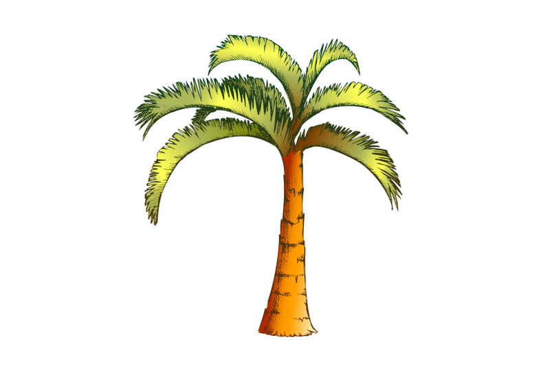 palm-jamaican-coconut-tropical-tree-color-vector