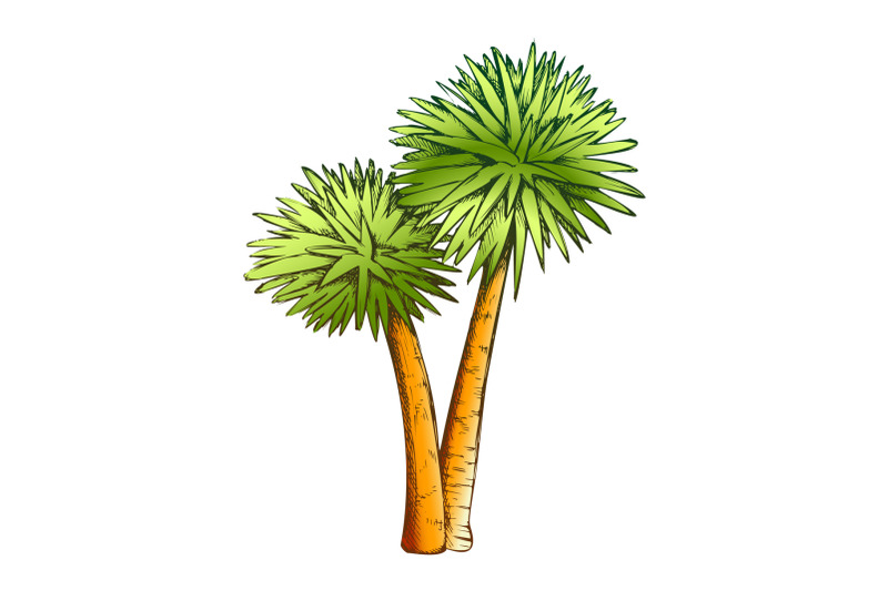 sabal-palm-exotic-tropical-trees-color-vector