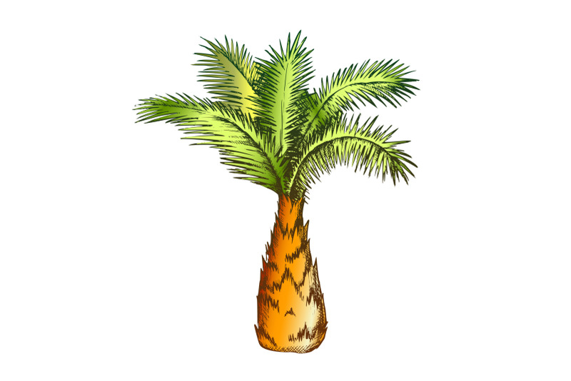 palm-tree-sabal-minor-miami-palmetto-color-vector