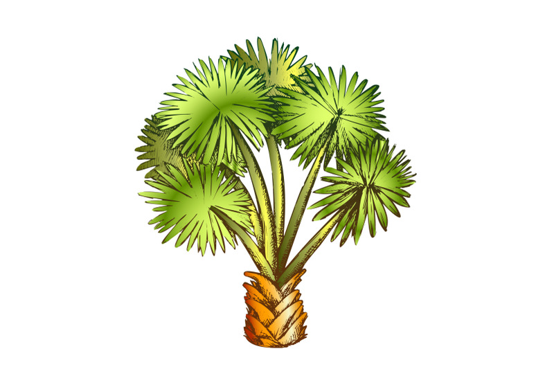 palm-leaf-tree-texas-palmetto-color-vector