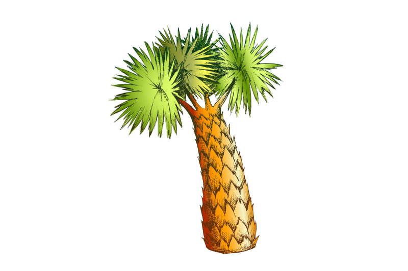 palm-leaves-tree-high-trunk-color-vector