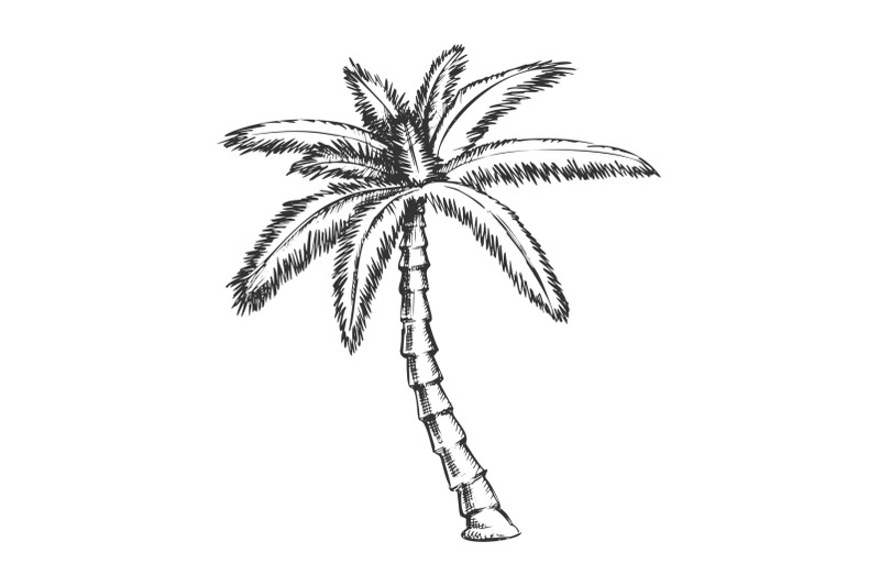 ribbon-fan-palm-tropical-tree-monochrome-vector