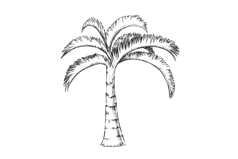 palm-jamaican-coconut-tropical-tree-ink-vector